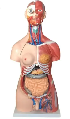 TORSO ANATÔMICO HUMANO 85CM 30 PÇS