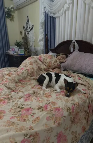 Fox Paulistinha Terrier Brasileiro