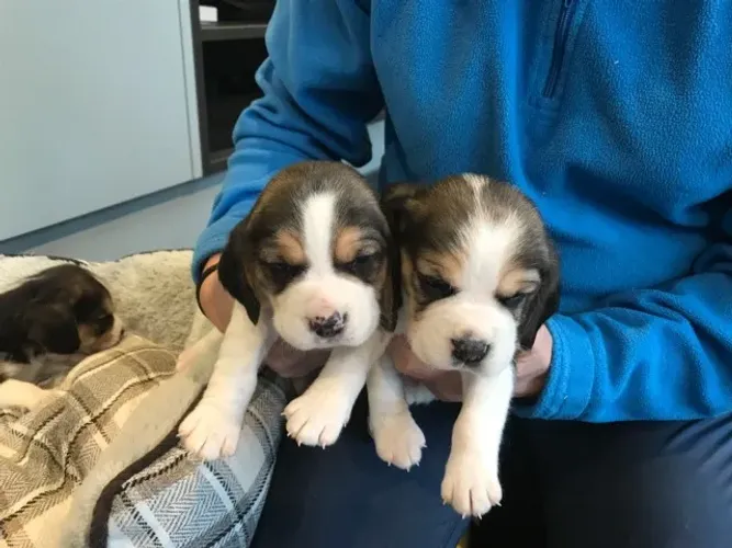 ? Beagle macho e fêmea - Promoção por tempo limitado!