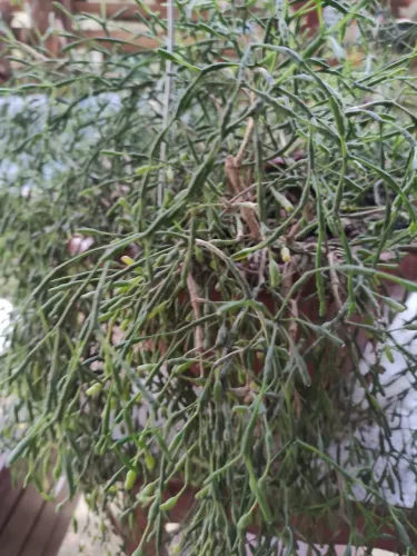 Planta suculenta dedinho, vaso grande