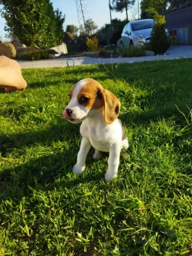 Beagle de 13 Polegadas: Pequeno no Porte, Grande no Carisma