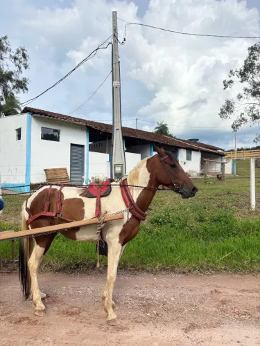 Cavalo Mangalarga Marcha Picada de Carroça
