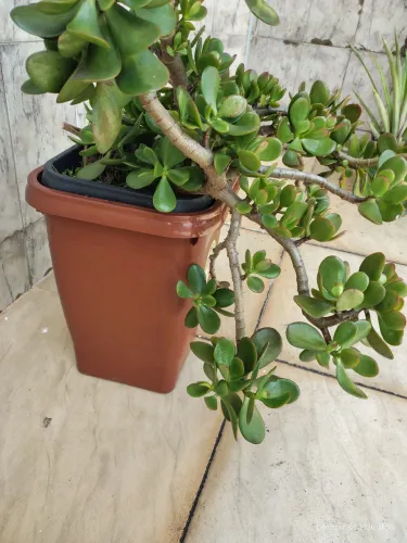 Planta jade
