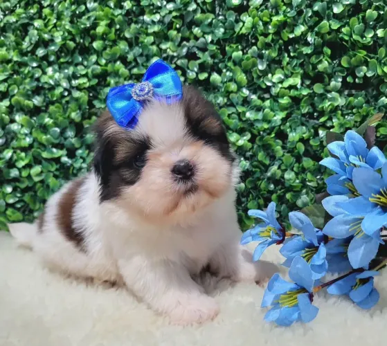 Shih Tzu Tricolor Fêmea!! Visite Nosso Canil.