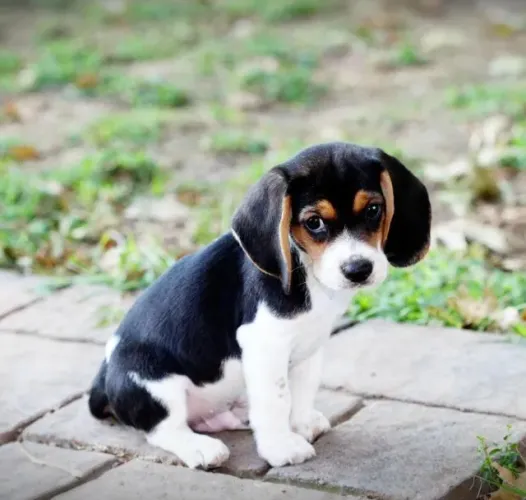 Beagle puro padrao da raça