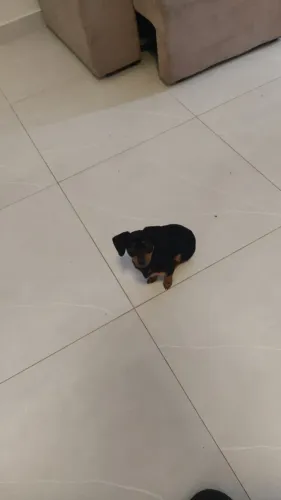 Vende-se pinscher
