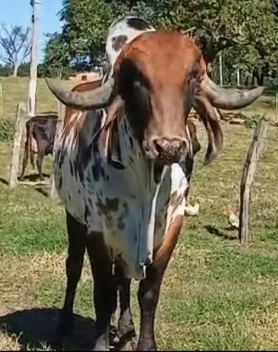 Touro Gir leiteiro PO