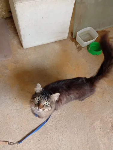Gato castrado, muito dócil, 1ano e 3 meses