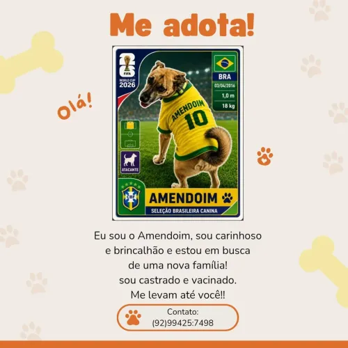 Cachorro para adoção