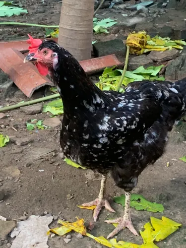 Galinha GSB