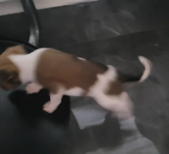 Filhote Pinscher 0 com 1 macho
