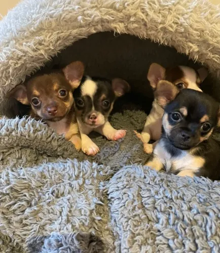 Chihuahua mini lindíssimos! Chama no WhatsApp para mais informações.