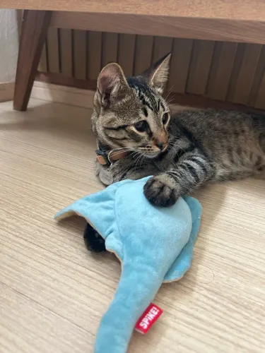Gatinho para adoção 
