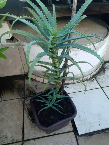 Babosa arborescens a verdadeira.