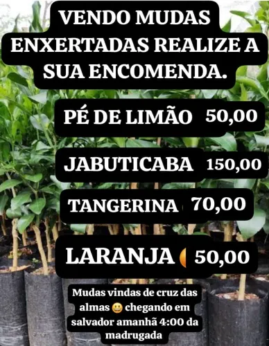 Muda ENXERTADA