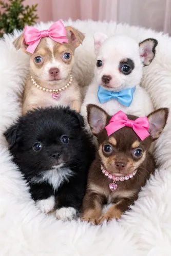 Chihuahua pelo longo ou curto em até 18x