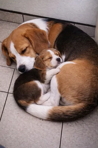 Beagle tricolor filhotinho - prontos pra uma casa 