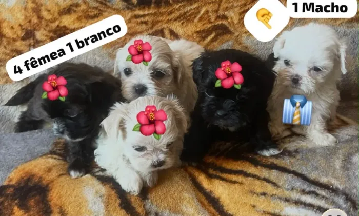 Filhote de shih tzu