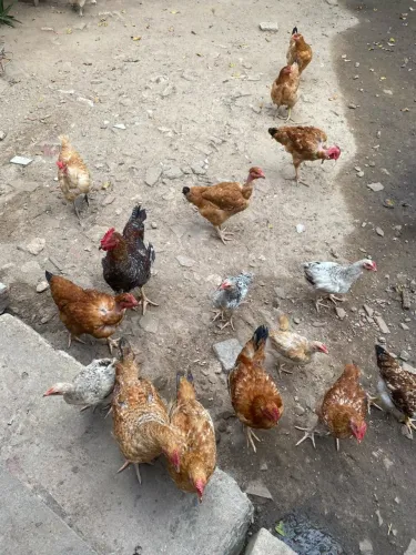 Galo e galinhas 