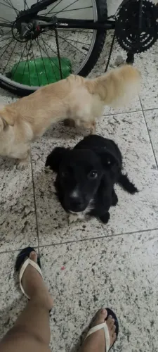 Doação de cadelas filhote SRD