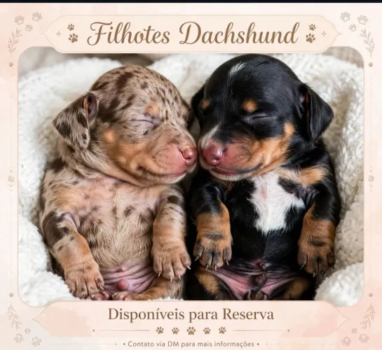 Filhotes de daschund cofap macho 