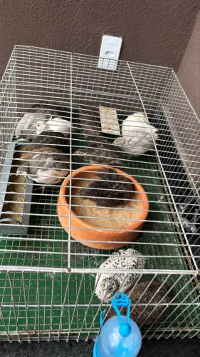 PINTOS DE CODORNAS (COM GAIOLA)