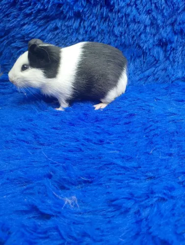 Lindo porquinho da índia ? panda