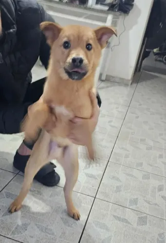 Adoção de filhotes de raça Chow Chow misturada com vira lata 