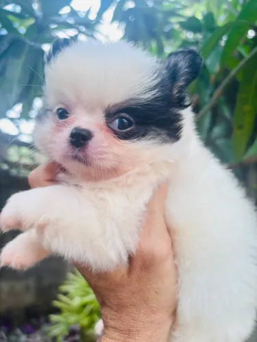 Macho Chihuahua pêlo longo