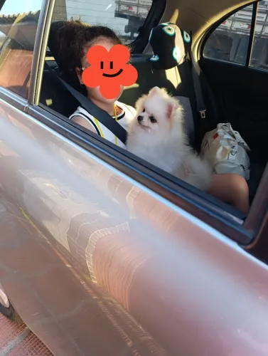 Vendo Spitz/Lulu da Pomerânia Anão 