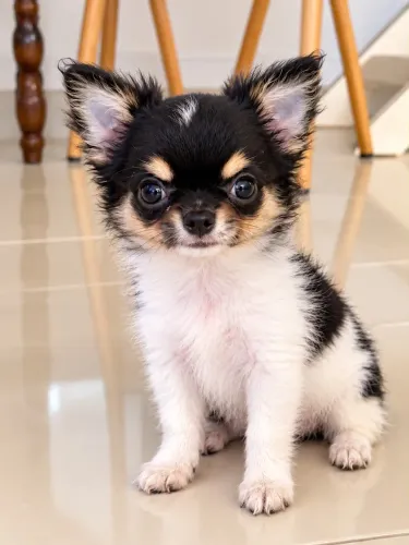 Chihuahua macho