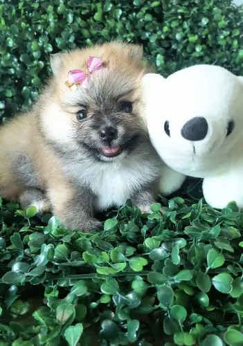 Vende-se filhote de Lulu da Pomerânia fêmea 