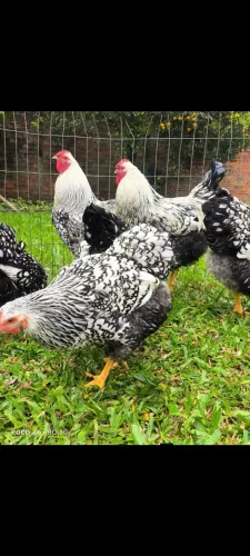 Ovos férteis wyandotte prata laceado