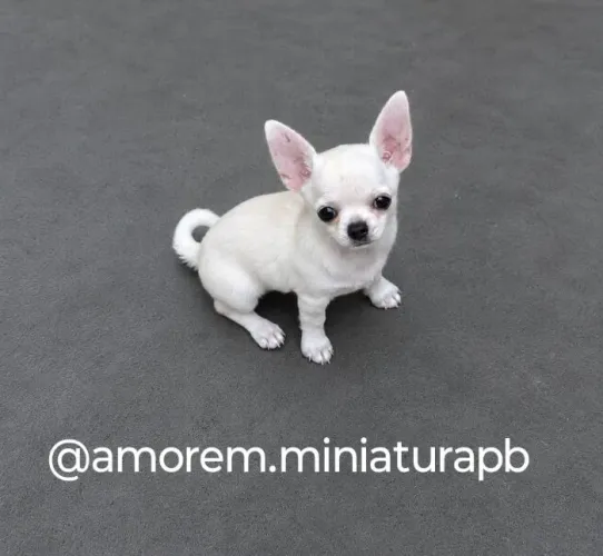 Chihuahua pelos curto