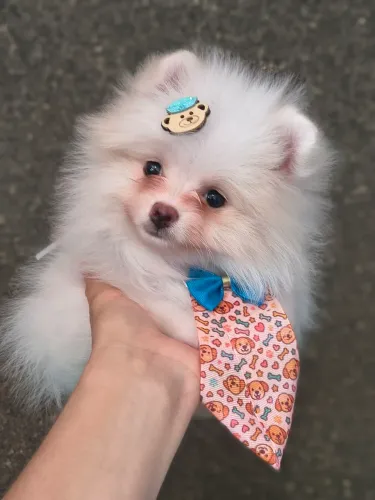 Spitz alemão anãozinho