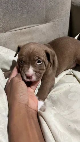 Filhote de Pit Bull macho R$600,00 fêmea R$700,00