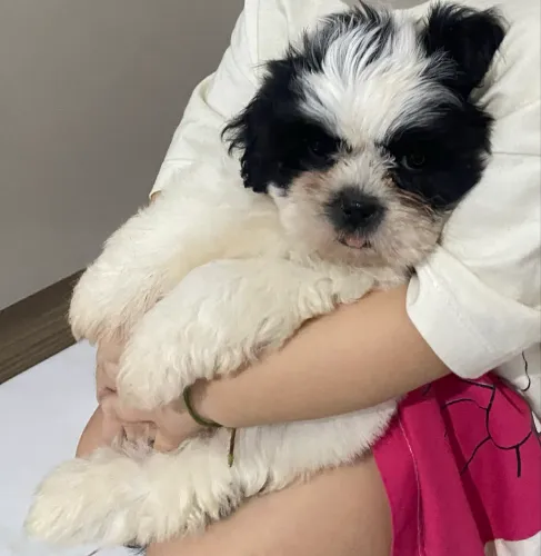 Cachorro fofinho