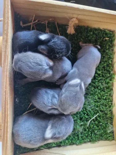 Lindos filhotes coelhos 