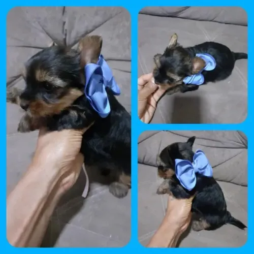 Yorkshire filhote lindo