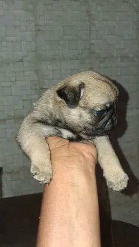 Pug macho e fêmea