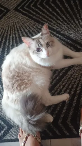Doa se gata . Com 1 ano docio