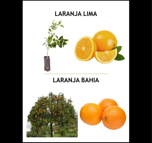 MUDAS FRUTÍFERAS E ORNAMENTAIS