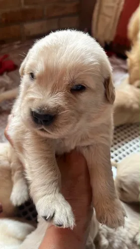 Golden Retriever