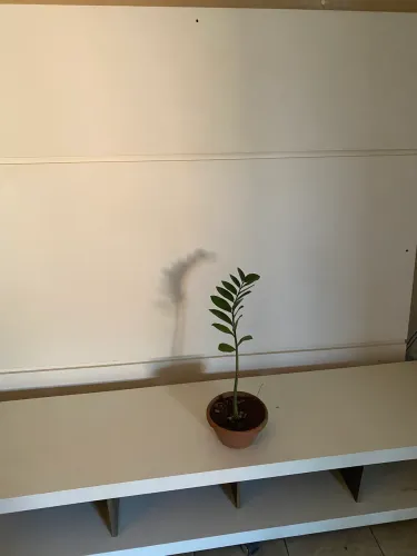 Painel e raque para Tv