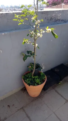 Vaso grande com pé de limão ? 