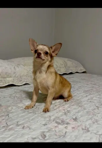 Filhote Chihuahua 
