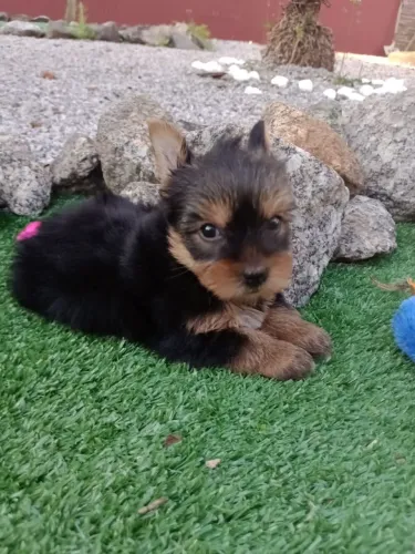 Yorkshire fêmea com pedigree, em 10x no Cartão.