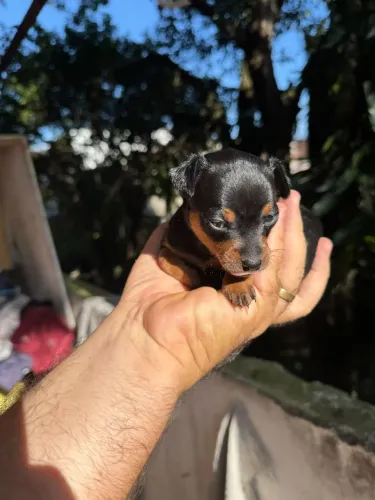 Miniatura de Pinscher com pedigree escolha original (venda