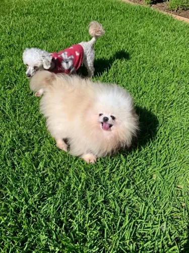 Spitz alemão lulu anão  e Poodle micro toy para coberturas