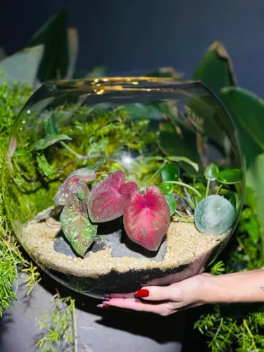 Terrário de Vidro com Plantas Naturais